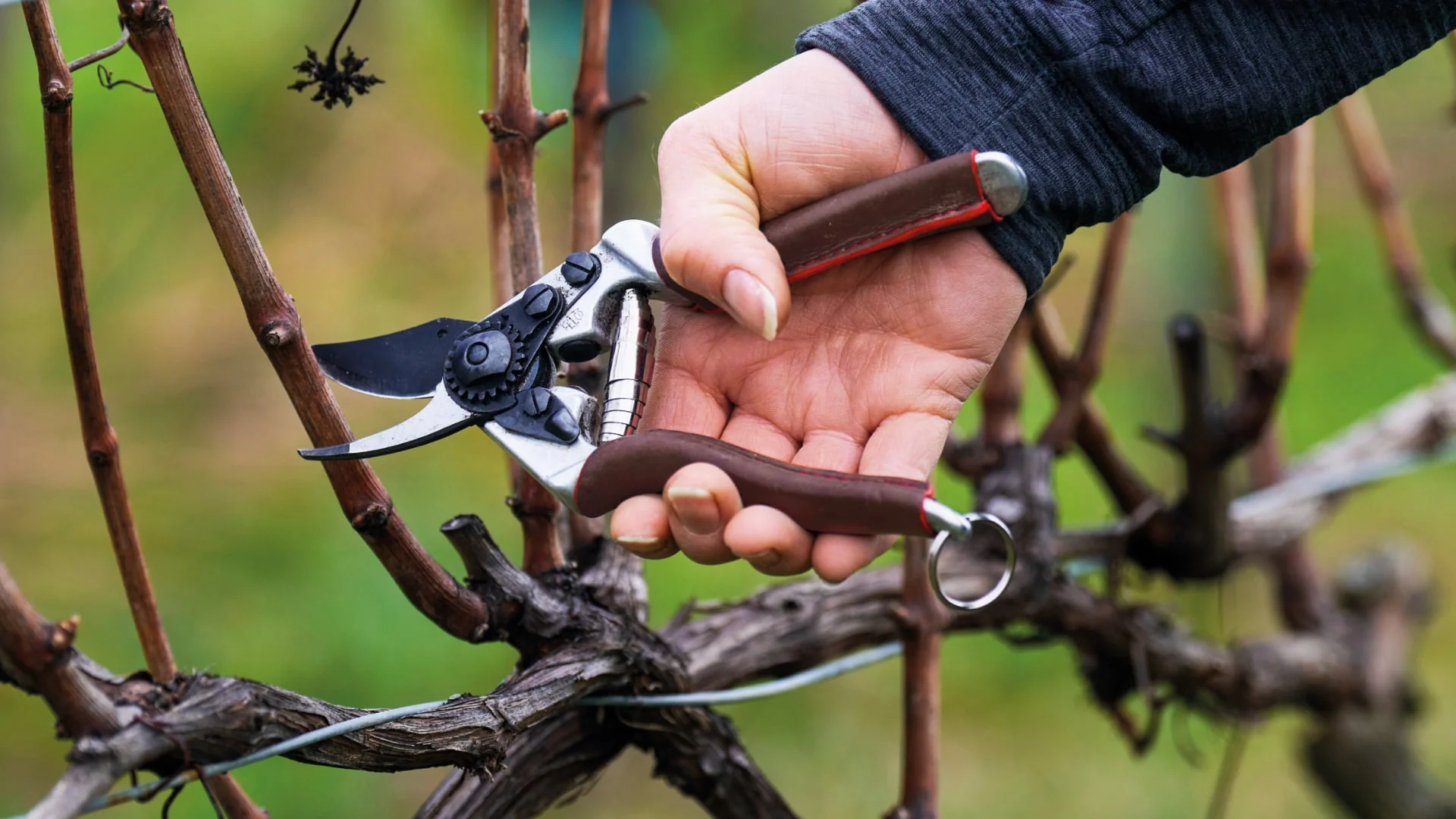 Swiss Precision for Every Cut